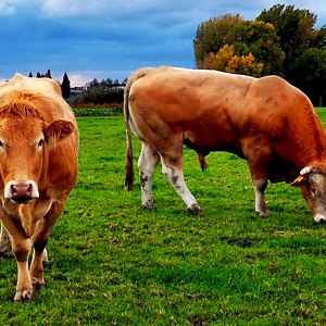 Vache et taureau dans un pré - Belgique  - collection de photos clin d'oeil, catégorie animaux